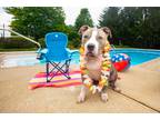 Adopt Bazooka Joe a Brindle American Staffordshire Terrier / Pit Bull Terrier /