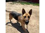 Adopt Kasey a Black German Shepherd Dog / Mixed dog in Oceanside, NY (38054473)