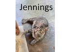 Adopt Jennings a Gray, Blue or Silver Tabby Manx / Mixed (short coat) cat in
