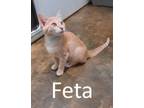 Adopt Feta a Cream or Ivory Domestic Shorthair / Mixed (short coat) cat in