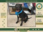 Adopt Auggie a Mixed Breed (Medium) / Mixed dog in Melbourne, FL (38254332)