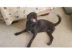 Adopt Liberty a Black Terrier (Unknown Type, Medium) / Labrador Retriever /
