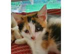 Adopt Scribbles - IN FOSTER a White Domestic Shorthair / Domestic Shorthair /