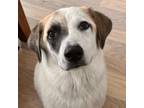 Adopt Possum a White - with Tan, Yellow or Fawn Anatolian Shepherd / Mixed dog