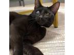 Adopt Dottie a All Black American Shorthair / Mixed cat in San Jose