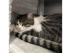 Adopt Aurora a White American Shorthair / Mixed cat in San Jose, CA (38047433)