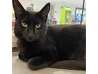 Adopt Nova a All Black American Shorthair / Mixed cat in San Jose, CA (38047429)