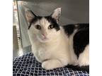 Adopt Lilly a Black & White or Tuxedo Domestic Shorthair / Mixed cat in Dallas