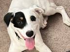 Adopt Justine a White Mixed Breed (Large) / Mixed dog in Georgetown