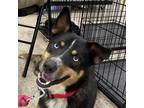Adopt Enzo a Black Australian Shepherd / Husky / Mixed dog in Pineville
