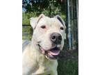 Adopt Powerline a American Pit Bull Terrier / Mixed dog in Cleveland