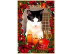 Adopt Sparks Superkitty a Black & White or Tuxedo Domestic Shorthair / Mixed