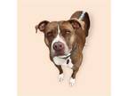 Adopt YAM a Brown/Chocolate - with White Terrier (Unknown Type