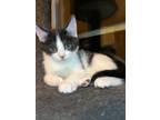 Adopt Harmony a Domestic Shorthair / Mixed (short coat) cat in Buford