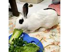 Adopt Dennis a English Spot / Mixed rabbit in Naples, FL (38103550)