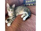 Adopt JB a Gray or Blue American Shorthair / Mixed cat in Foley, AL (38154190)