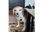 Adopt Haven a Tricolor (Tan/Brown & Black & White) Beagle / Mixed dog in Las