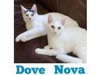 Adopt Nova a White Domestic Shorthair / Mixed Breed (Medium) / Mixed (short