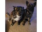 Adopt Patsy and Dolly a Brindle Mixed Breed (Small) / Mixed dog in Flintstone