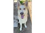 Adopt Bear D5209 a German Shepherd Dog / Husky / Mixed dog in Fremont