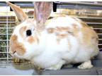 Adopt 40171 - Jefferson a English Spot / Mixed rabbit in Ellicott City