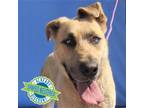 Adopt Gomez a Tan/Yellow/Fawn Mixed Breed (Large) / Mixed dog in Las Cruces