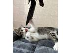 Adopt Cricket a Brown Tabby Domestic Shorthair / Mixed (short coat) cat in