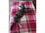 Adopt Stevie a Tortoiseshell Domestic Mediumhair / Mixed cat in Bluefield