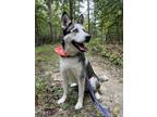 Adopt Chappie a Black Husky / Mixed dog in Williamsburg, VA (38157991)