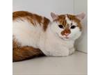 Adopt Titan a Orange or Red Domestic Shorthair / Mixed cat in St.Jacob