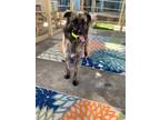 Adopt Argos a Brindle Dutch Shepherd / Mixed dog in San Leon, TX (38110473)
