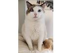 Adopt Finn a White Siamese / Domestic Shorthair / Mixed cat in Roseville