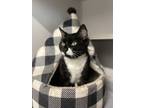 Adopt Susan a Domestic Shorthair / Mixed cat in Sheboygan, WI (38303876)