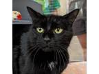 Adopt Riley a All Black Domestic Shorthair / Mixed cat in Pittsburgh