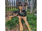 Adopt J-Lo a German Shepherd Dog / Mixed dog in Brookeville, MD (38195780)