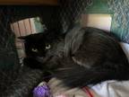 Adopt Cinder a All Black Domestic Longhair / Mixed (long coat) cat in Markham