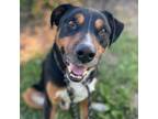 Adopt Carp a Treeing Walker Coonhound / Greater Swiss Mountain Dog / Mixed dog