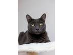 Adopt Caspian 3939 a Russian Blue / Mixed cat in Vista, CA (38207864)