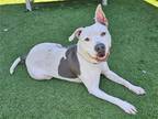 Adopt SABINA a White Pit Bull Terrier / Mixed dog in Tustin, CA (38093278)