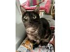 Adopt Lucy Lu a Black (Mostly) Domestic Shorthair / Mixed (short coat) cat in