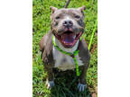 Adopt Diliya a Gray/Blue/Silver/Salt & Pepper Mixed Breed (Large) / Mixed dog in