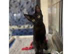 Adopt Coco a All Black Domestic Shorthair / Mixed cat in Riverside