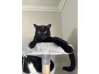 Adopt Fudge a All Black Domestic Shorthair / Mixed cat in Plantation
