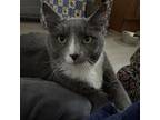 Adopt Mini Me a Gray or Blue Domestic Shorthair / Mixed cat in Harrisonburg