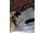 Adopt Peanut (ACCC COURTESY POST) a White (Mostly) Domestic Shorthair / Mixed