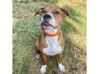 Adopt Lucy (M Siblings) a Red/Golden/Orange/Chestnut - with White Boxer /