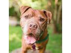Adopt Sir Bob William Barker a Brown/Chocolate Mixed Breed (Large) / Mixed dog