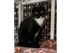 Adopt Enot a Black & White or Tuxedo Domestic Shorthair / Mixed (short coat) cat