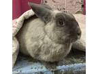 Adopt Juliet a American Sable / Mixed rabbit in Providence, RI (38202898)