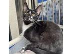 Adopt Amethyst a All Black Domestic Shorthair / Mixed cat in Riverside